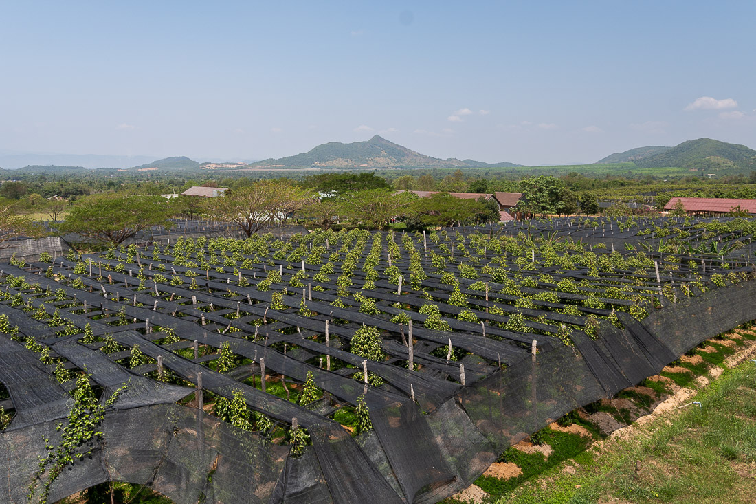 La Plantation Kampot champ poivre
