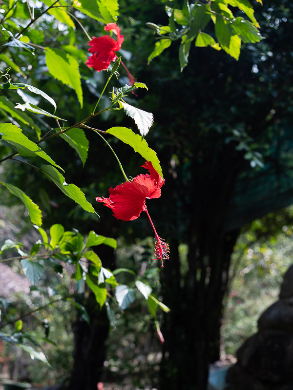 Serre papillons Kep fleur rouge