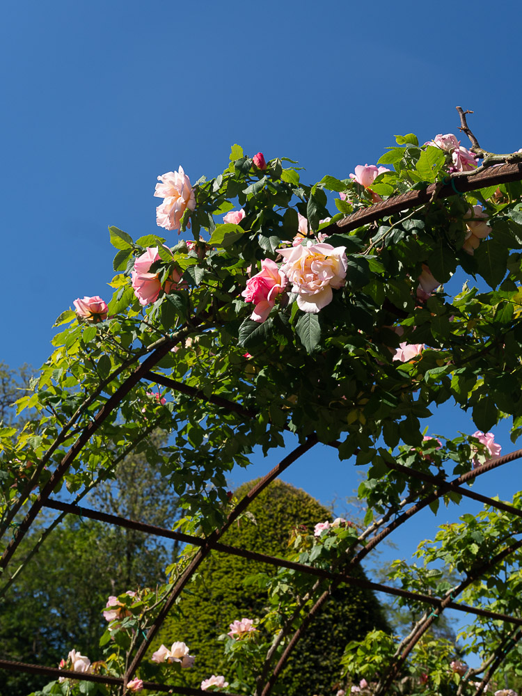 Roses