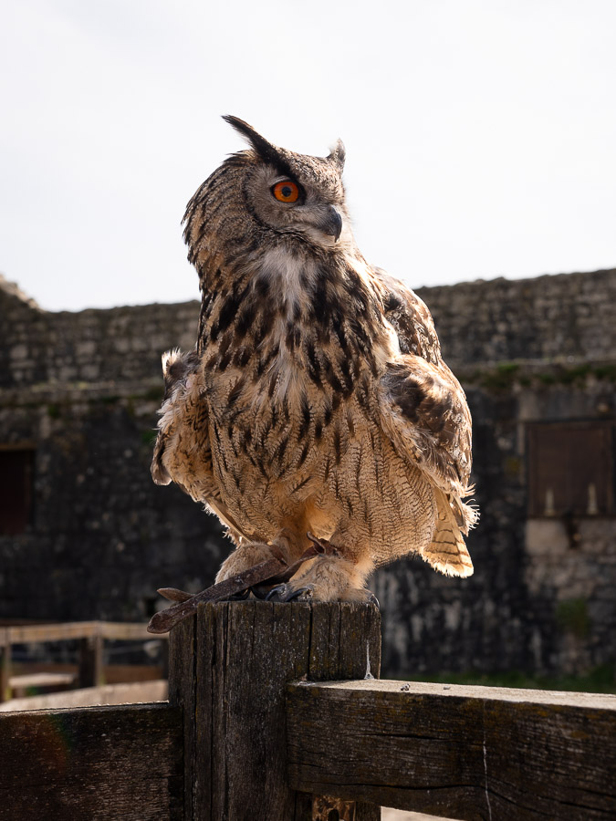 Provins les aigles des remparts