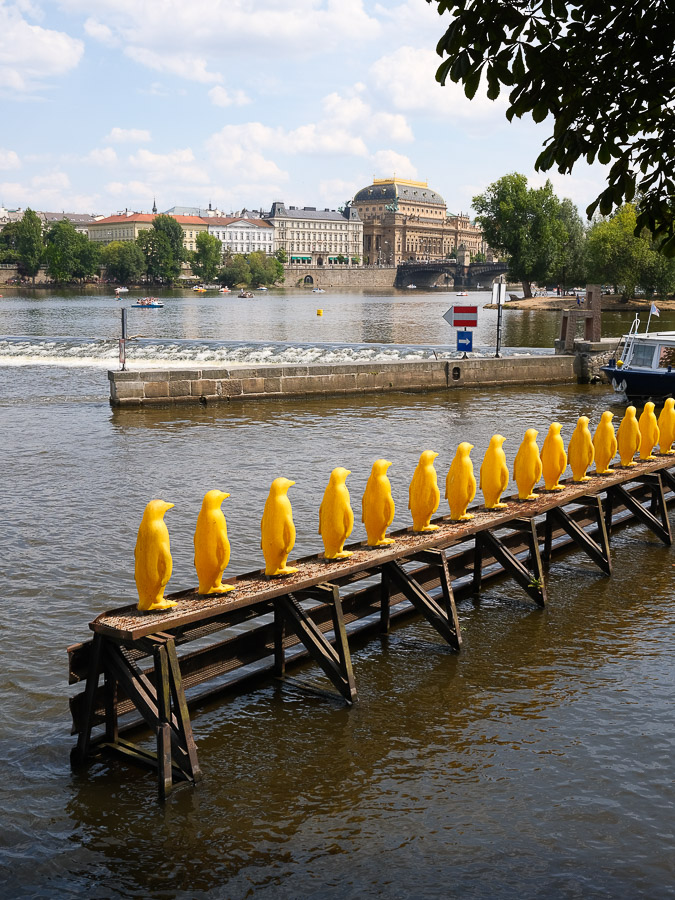 Pingouins jaunes Prague