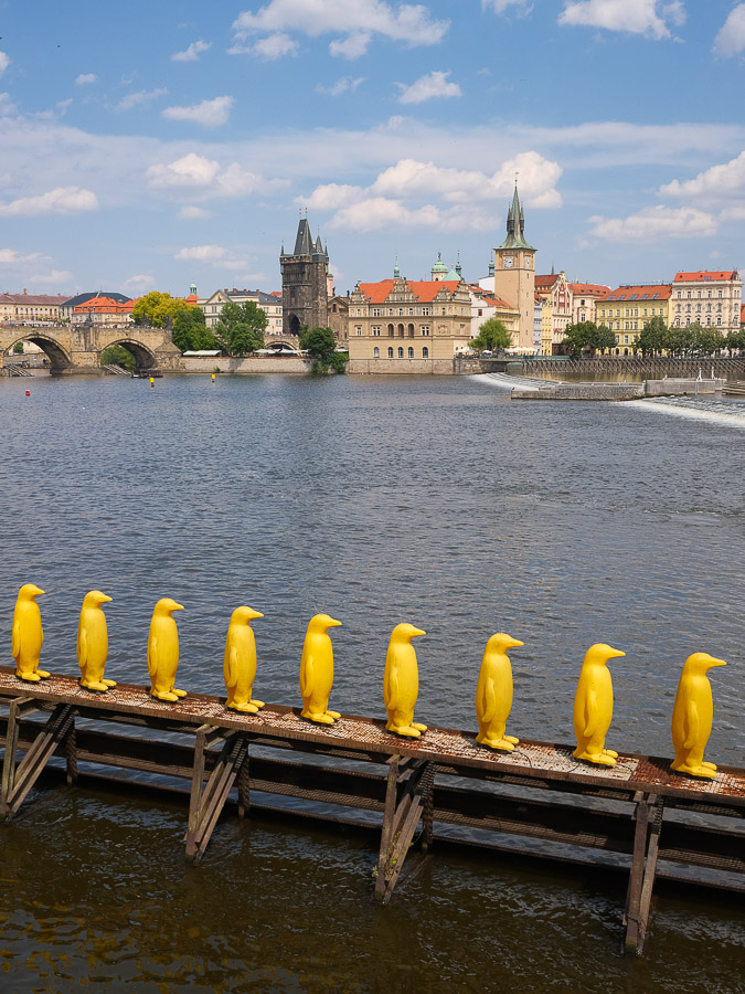 Prague pingouins jaunes