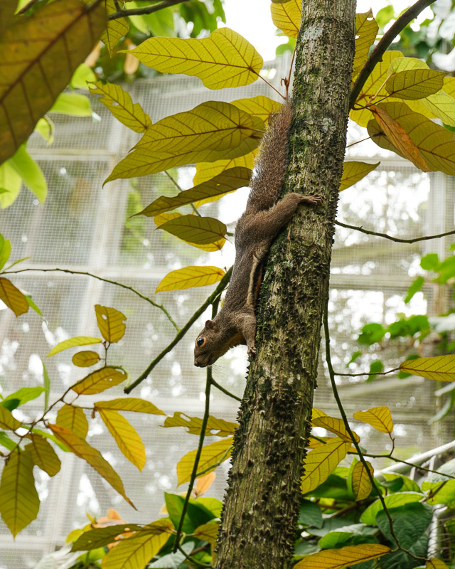 Singapour jardin botanique ecureuil