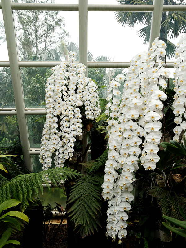 Singapour jardin botanique orchidee blanche
