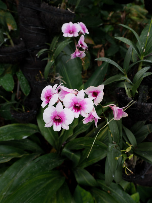 Singapour orchidees