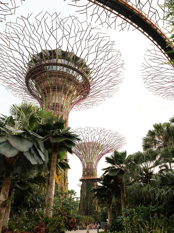 Singapour supertrees contrebas