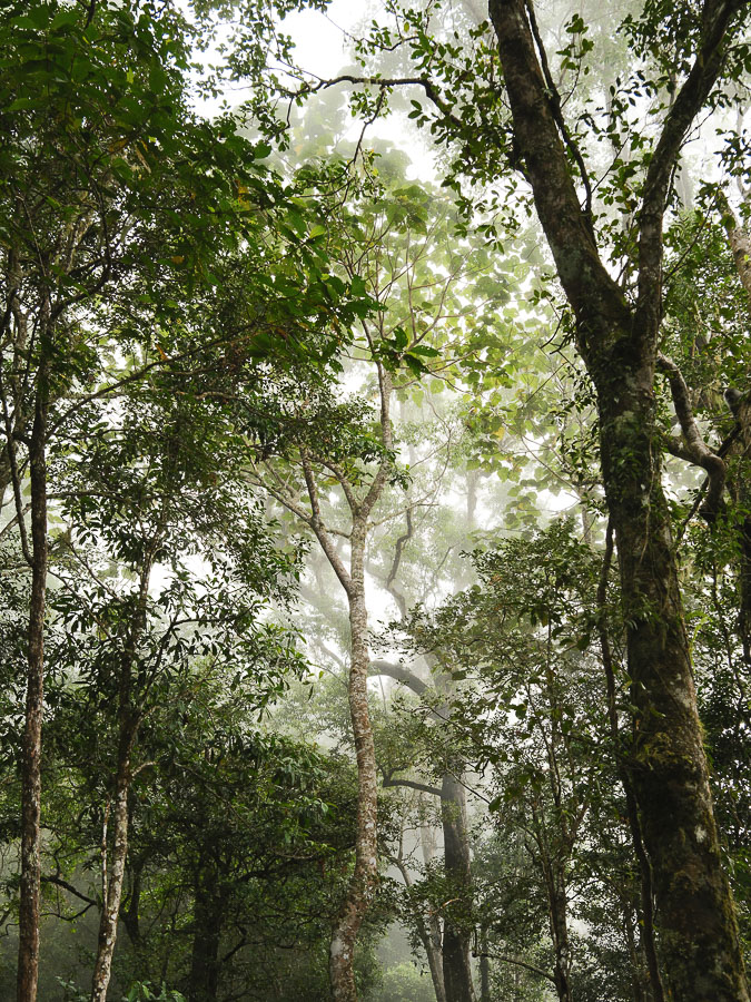 arbres dans la brume sur le rinjani