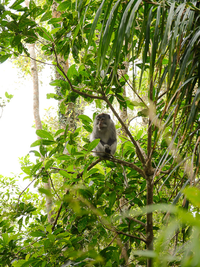macaque du mont rinjani