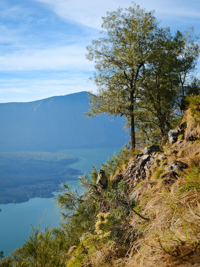 macaque dans le cratère du rinjani