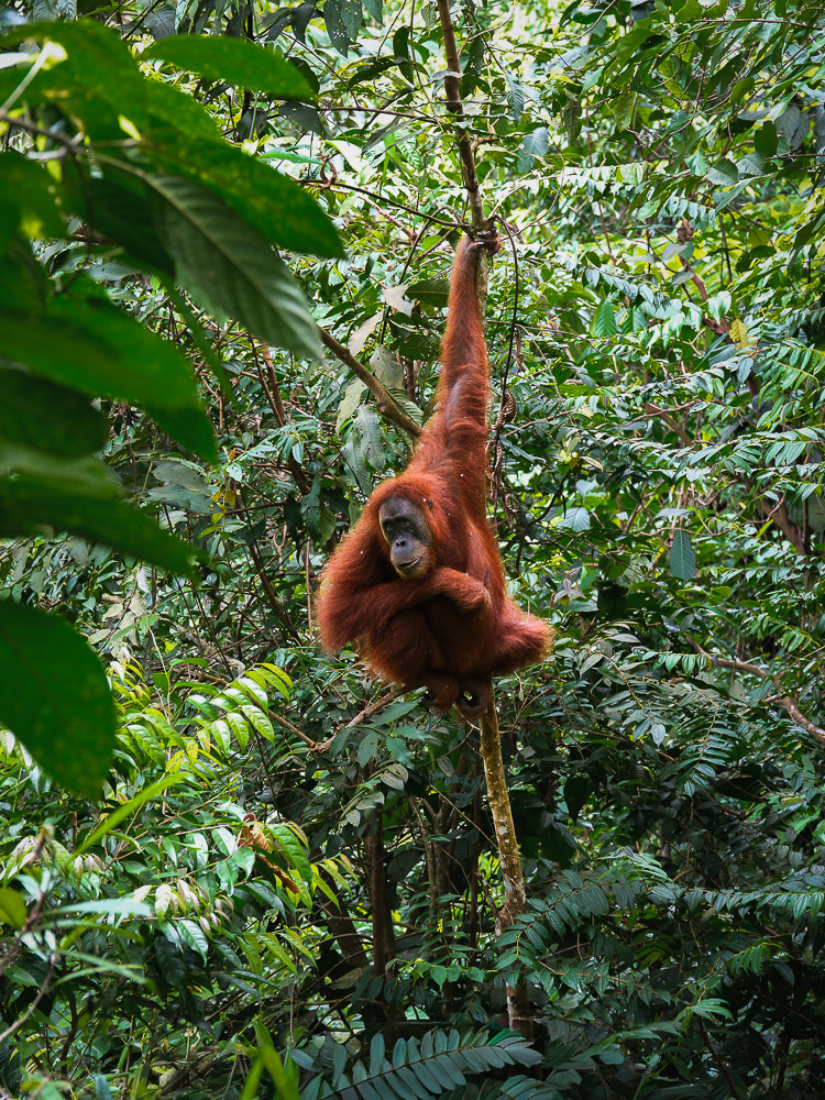 orang outan dans l'arbre