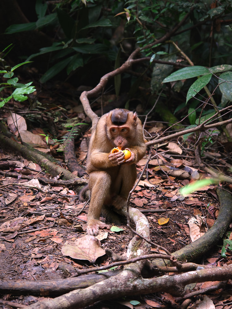macaque voleur de fruits
