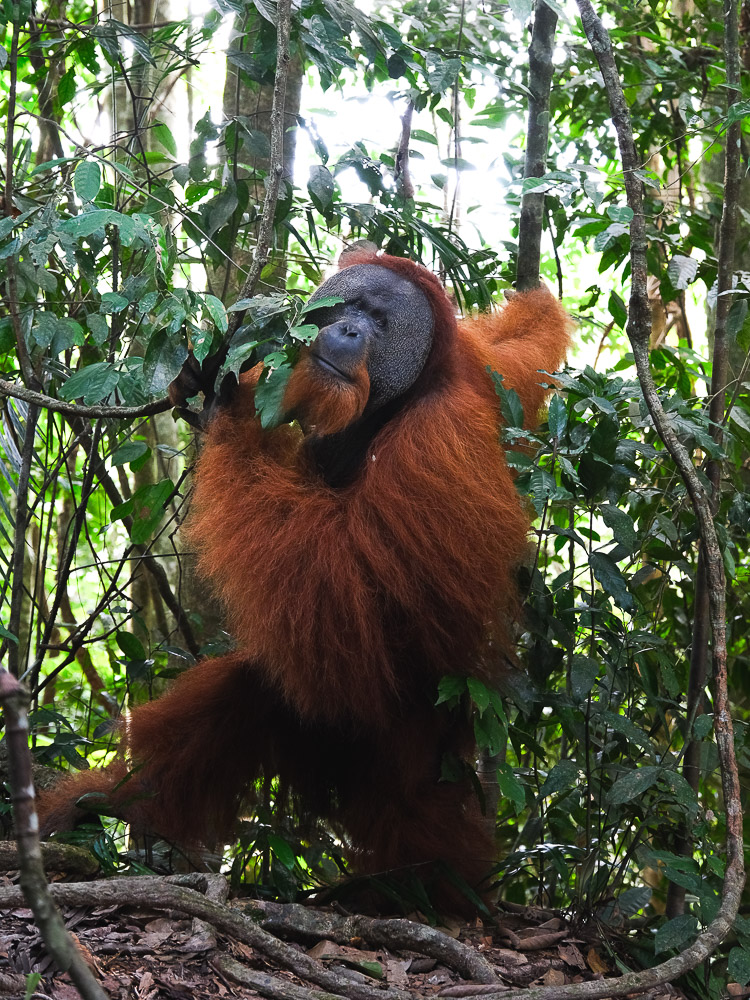 orang outan male sumatra debout