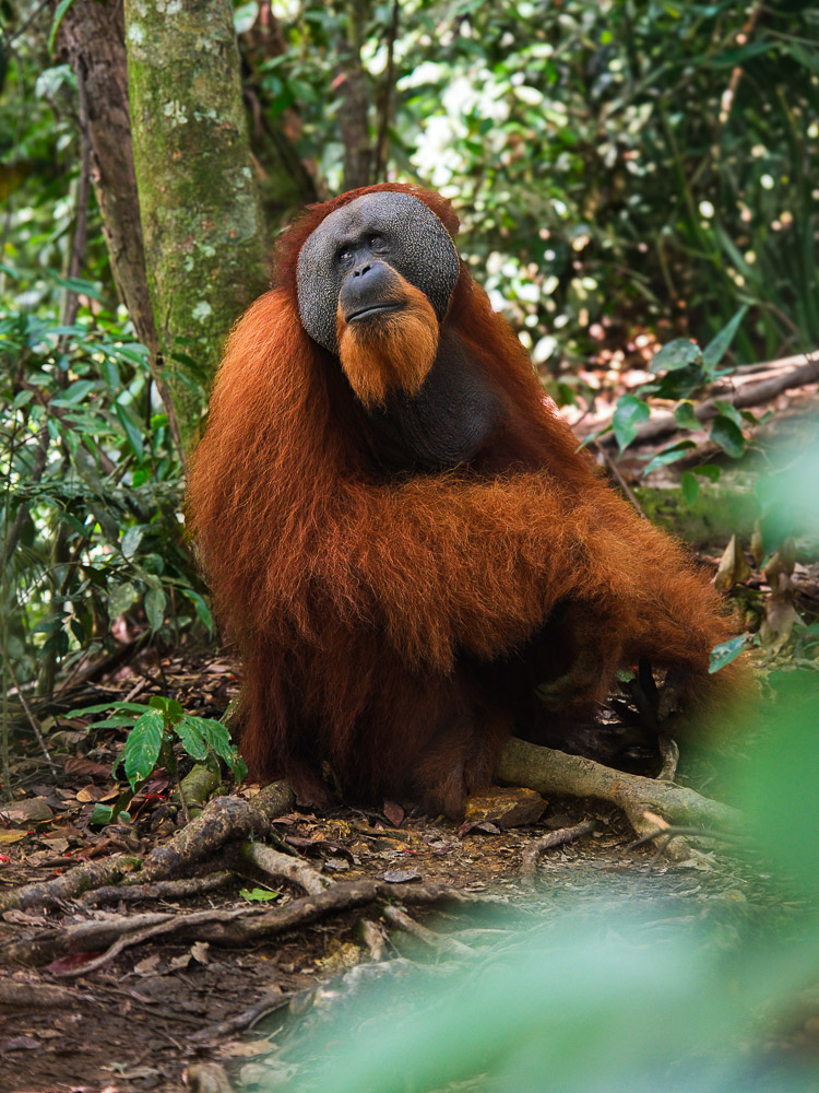 male orang outan vu de pres