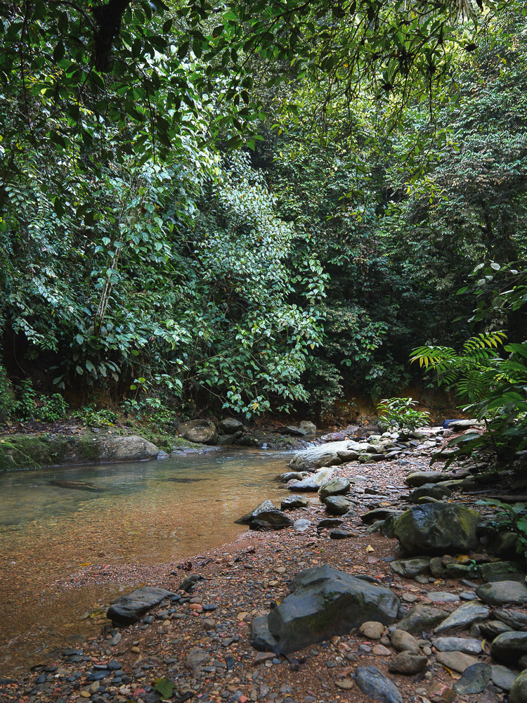 campement bukit lawang trek