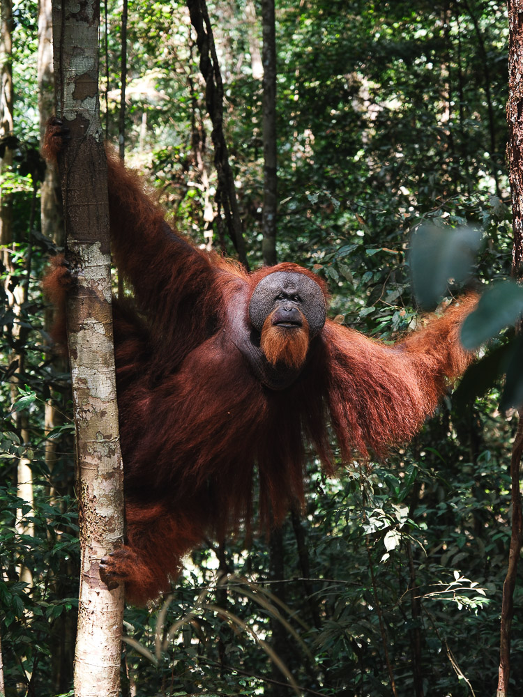 orang outan male bukit lawang