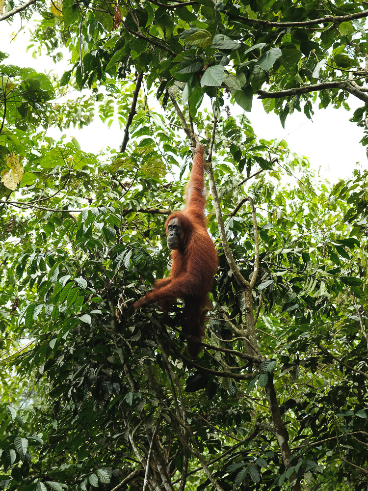 orang outan femelle bukit lawang