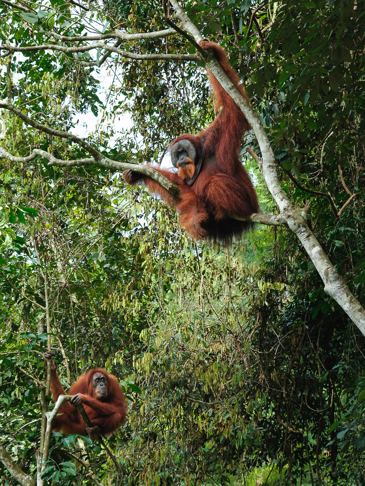 couple orang outan trek