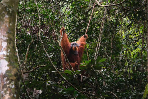 miniature trek bukit lawang