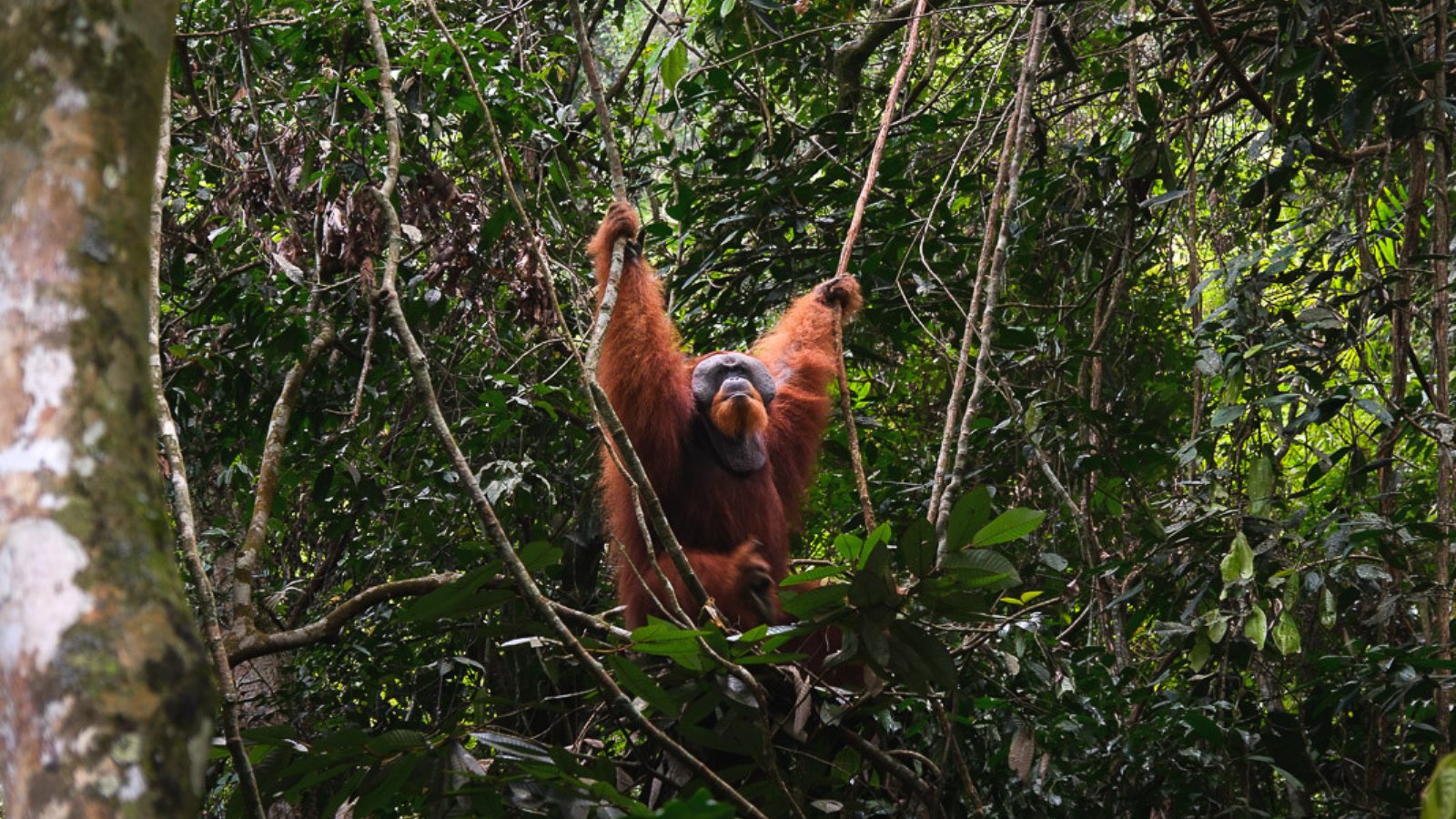 Observer les orang-outans de Sumatra : notre trek à Bukit Lawang