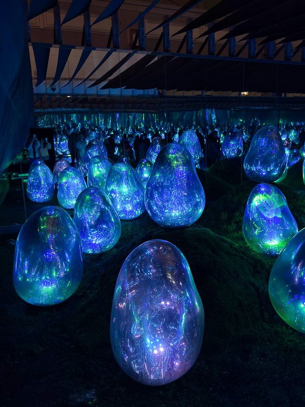 Haricots du TeamLab Planets