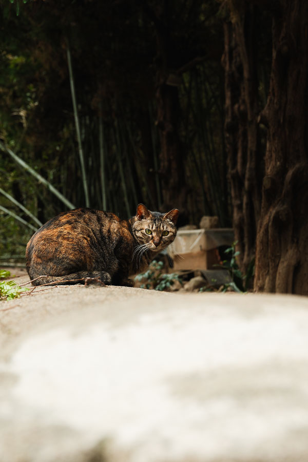 chat du parc de la Diamond Tower de Busan