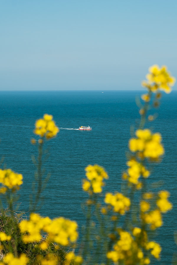 vue à travers les fleurs de canola