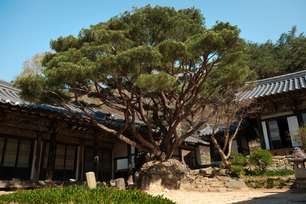 Bongjeongsa Temple Cour