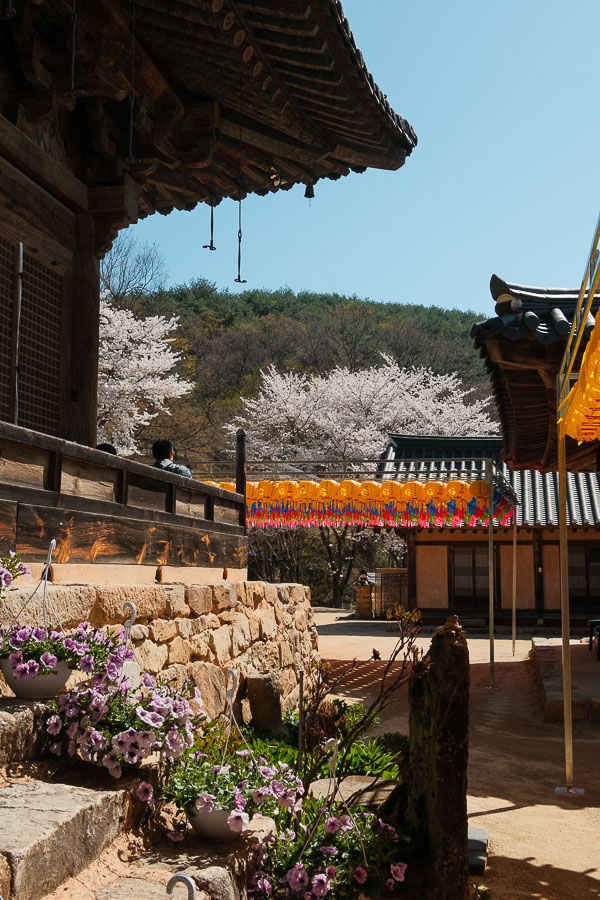 Lanternes à Bongjeongsa Temple