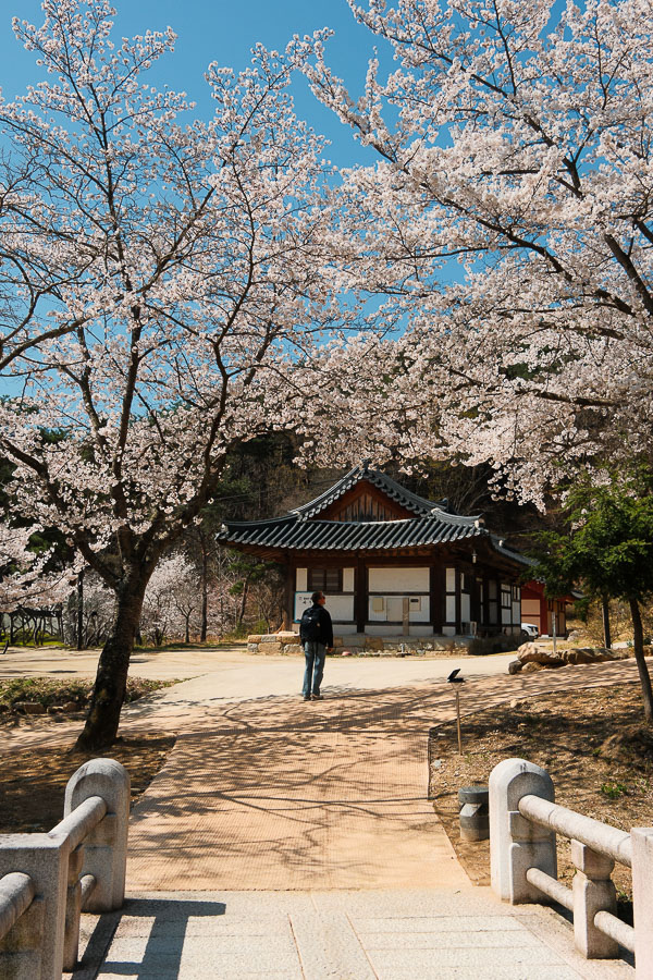 Cerisiers à Bongjeongsa Temple