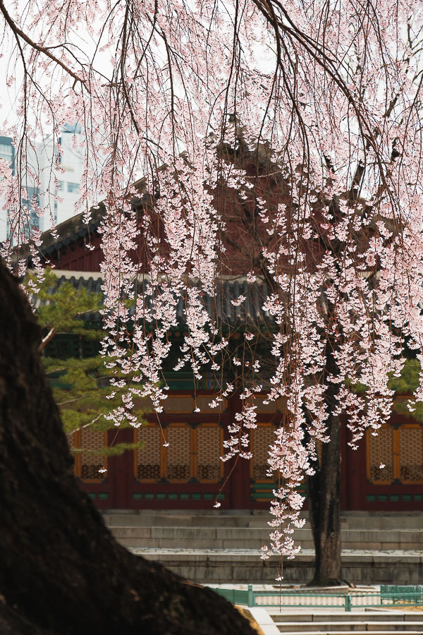 Palais de Deoksugung cerisiers