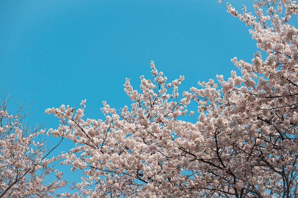 Cerisiers à Namsan