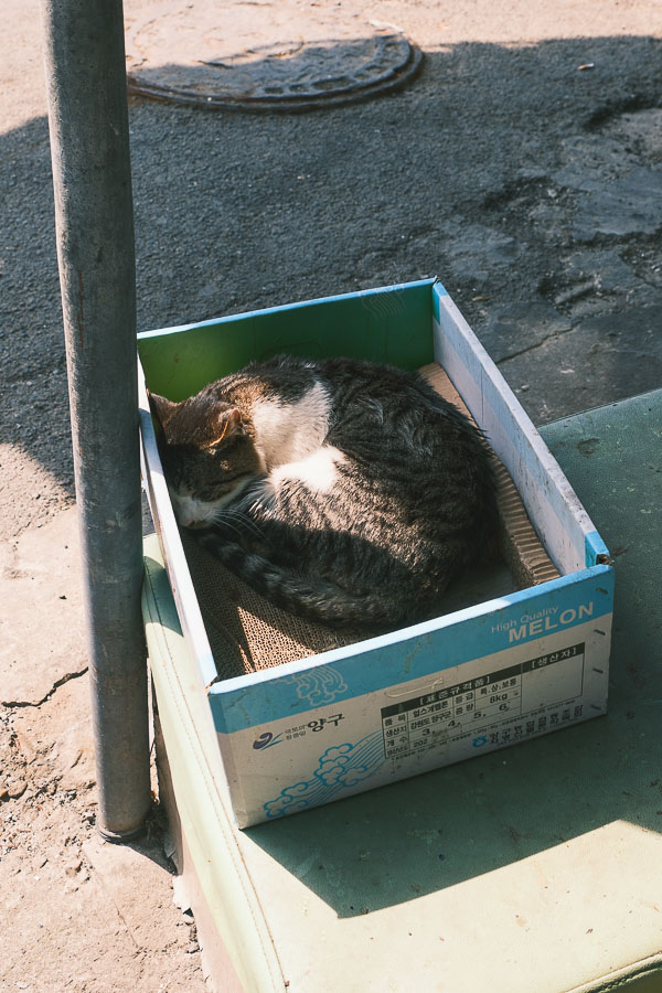 Chat dans le marché de Sokcho