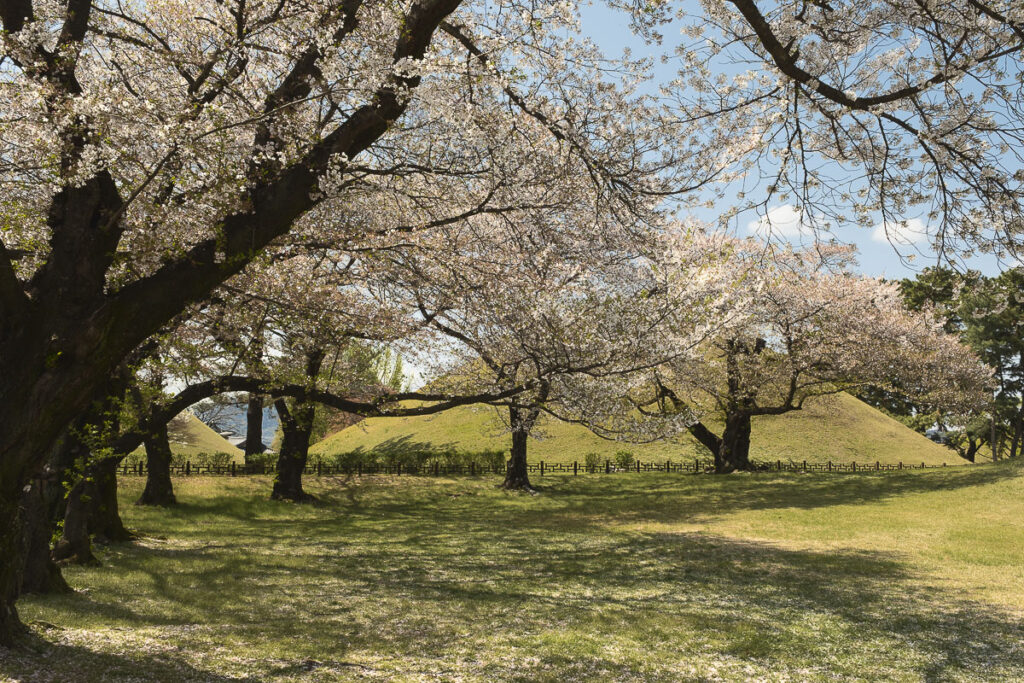 cerisiers et tombeaux à gyeongju