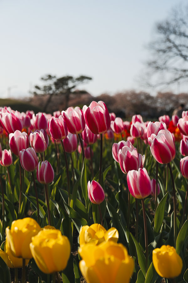 tulipes de gyeongju