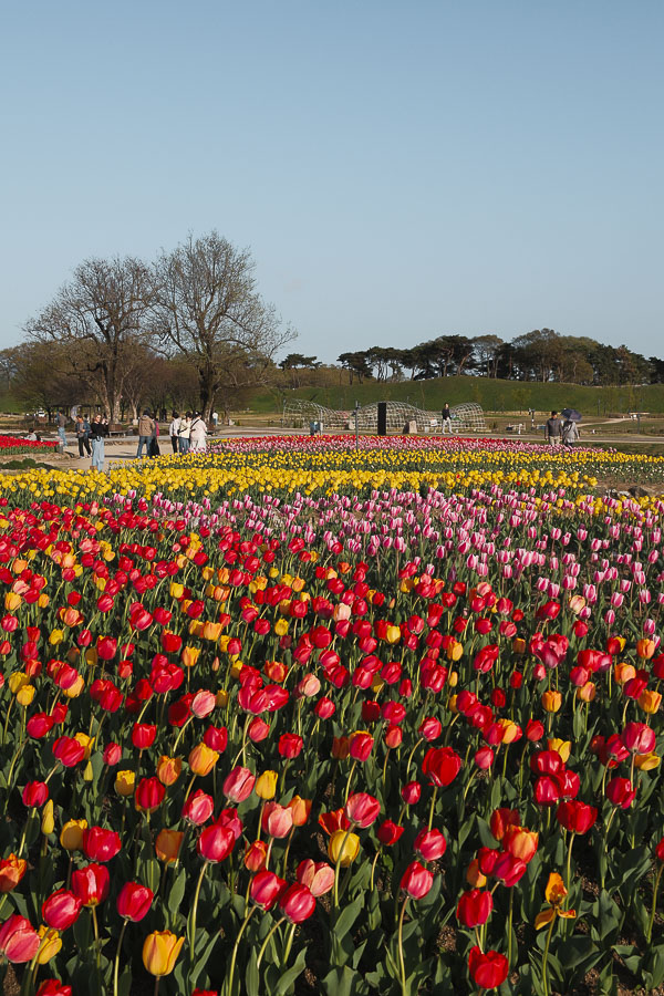 Tulipes en folie à Gyeongju