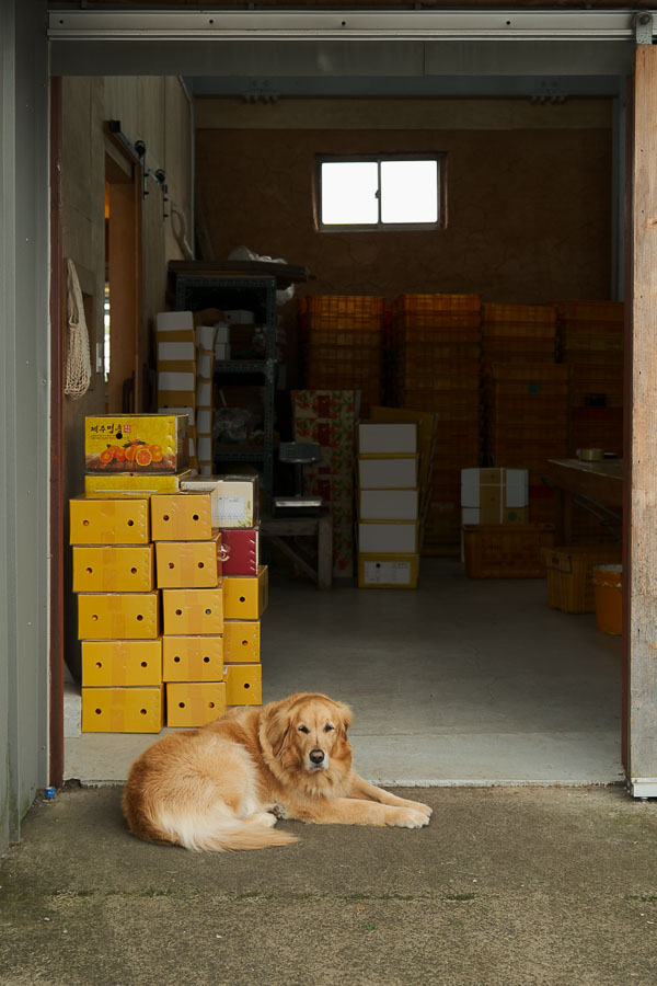 chien de bong bong tangerine farm