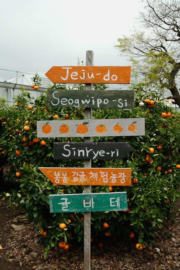 bong bong tangerine farm
