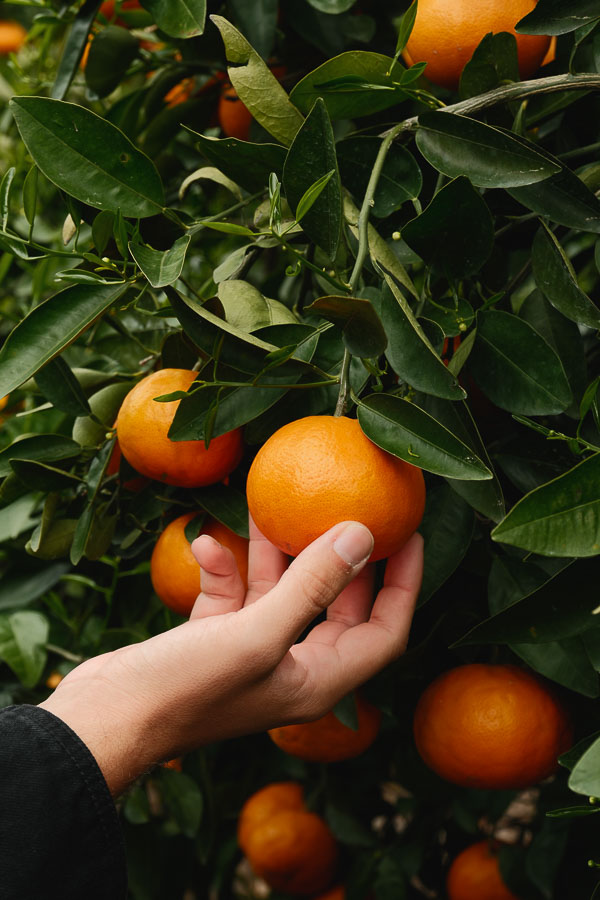 Mandarine hallabong de Jeju