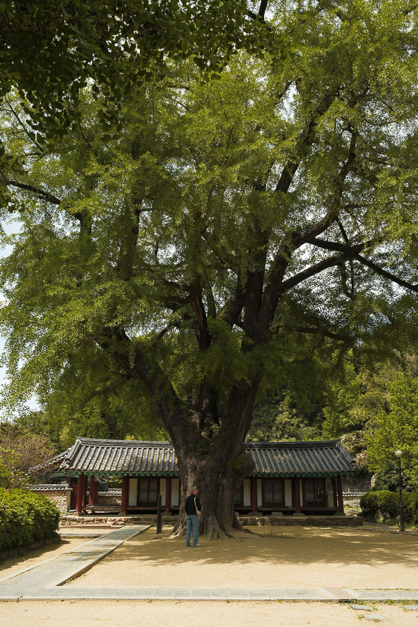 PL dans Jeonju Hyanggyo