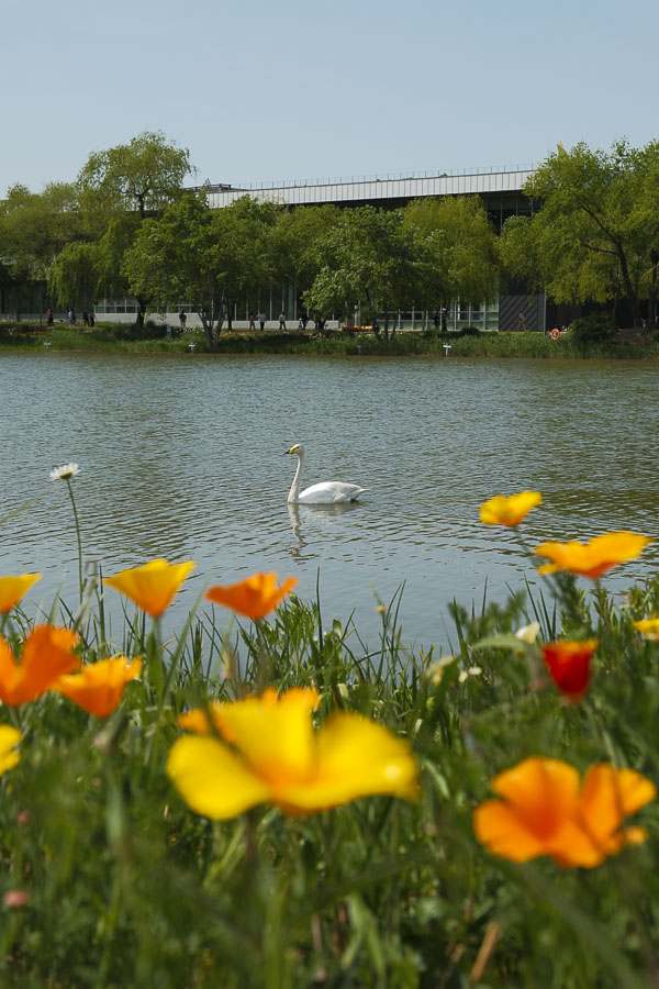 cygne du Suncheon Bay National Garden