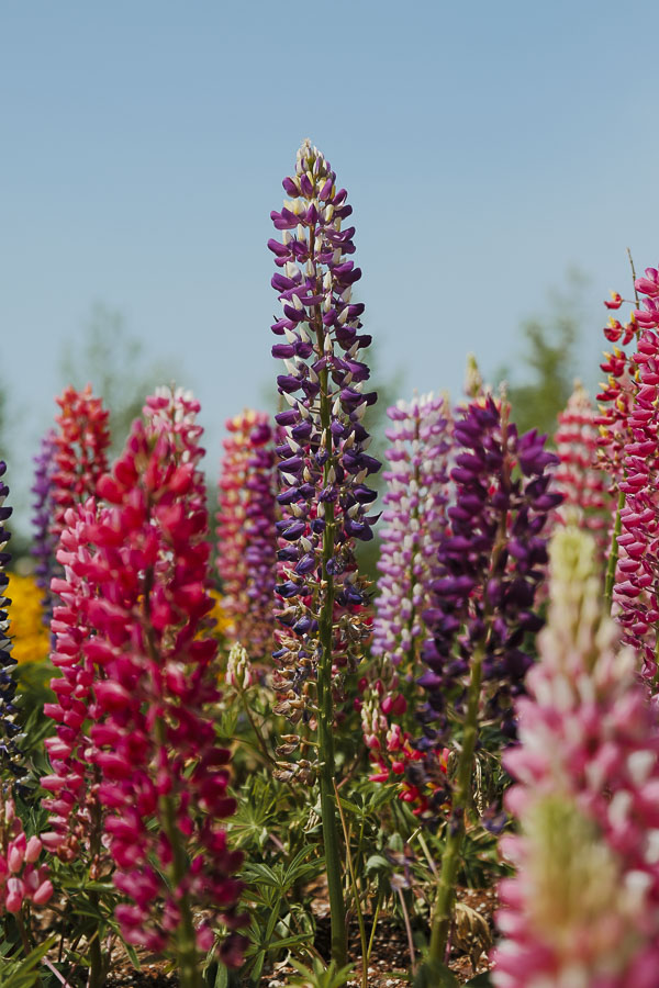 lupin du Suncheon Bay National Garden