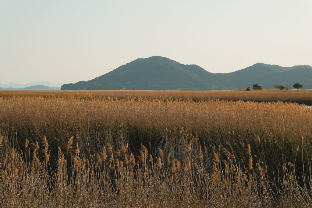 chemin de la Suncheon Bay Nature Reserve