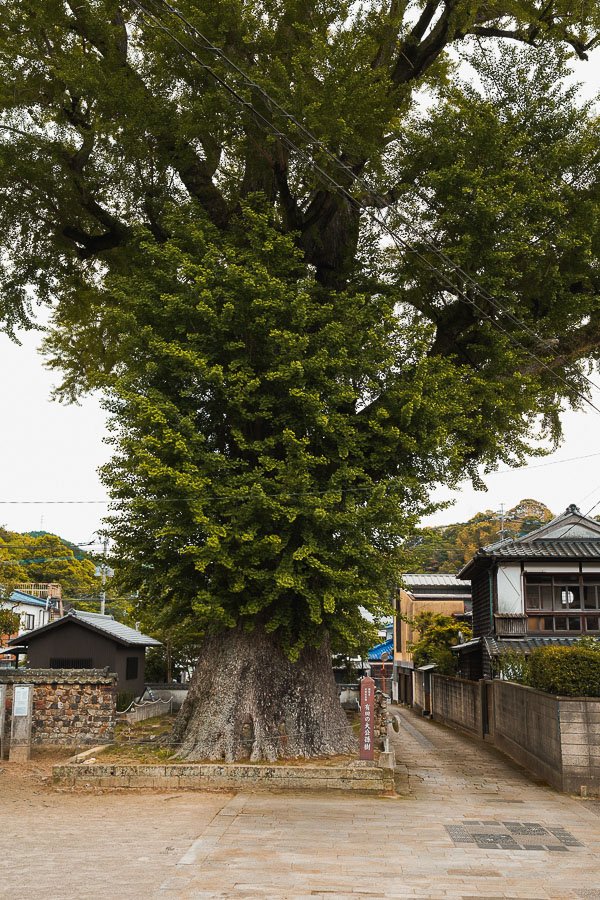 gingko millénaire d'arita
