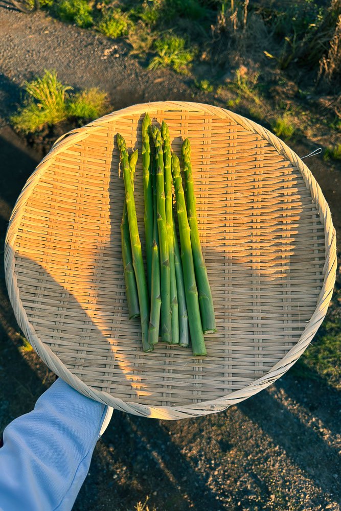 asperge cueillie à saga