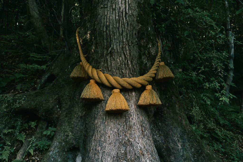 un arbre avec une corde sacrée shinto