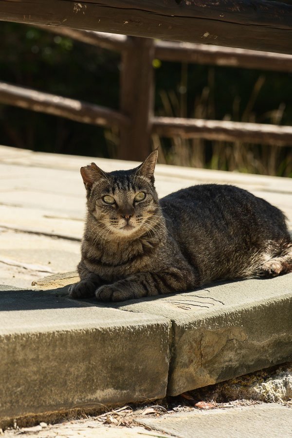 Chat aux enfers de Unzen