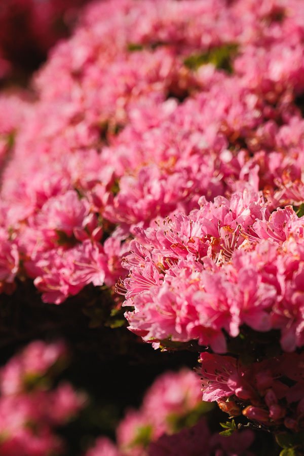 Azalées au Mount Myoken