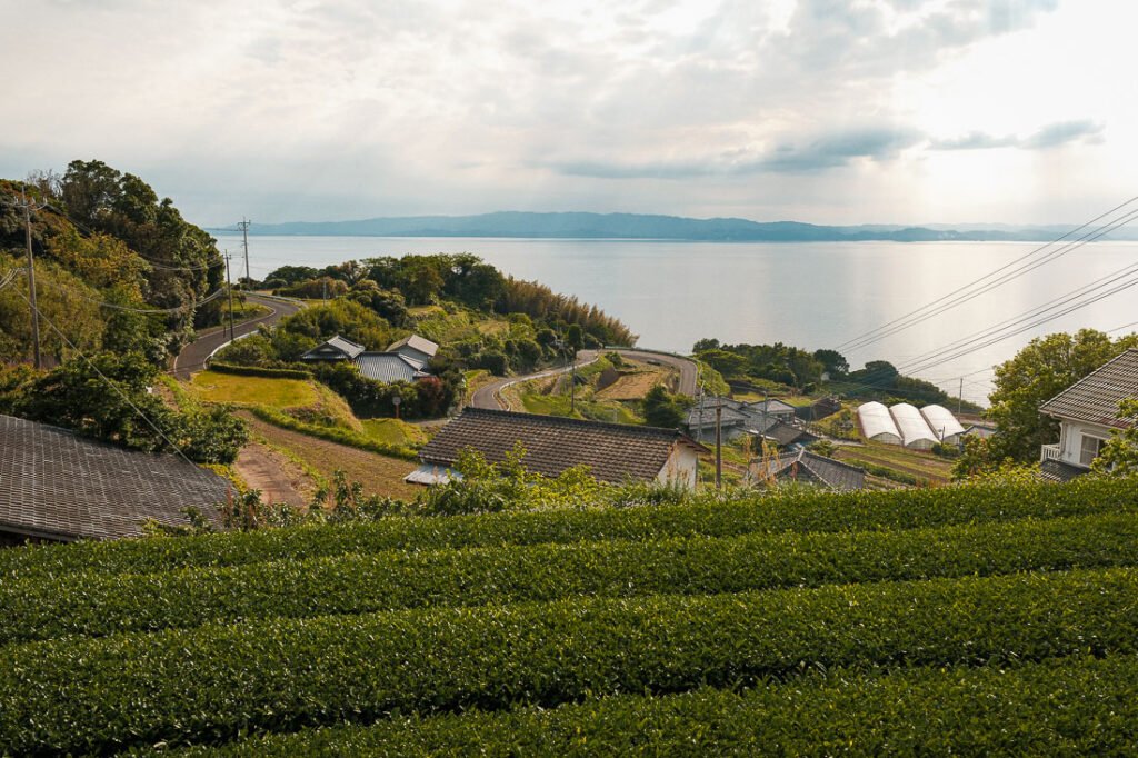 Rizières d'Enokushi et plantation de thé