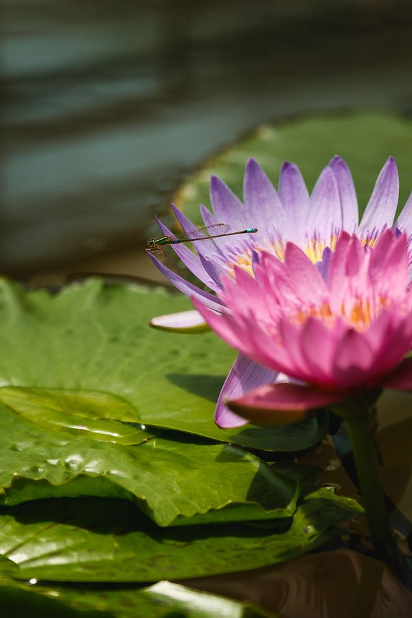 Libellule sur un nénuphar