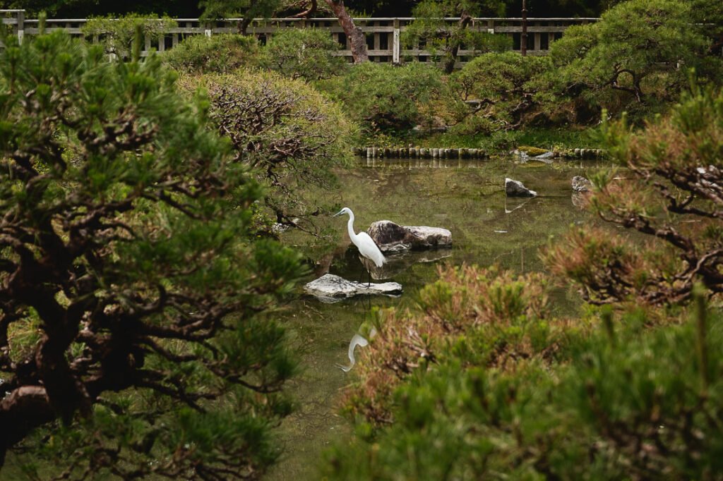 aigrette dans le jardin de la maison du clan Tachibana